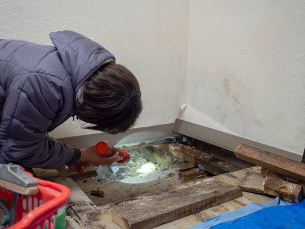 Best Mold Prevention Services  in St Bonifacius, MN