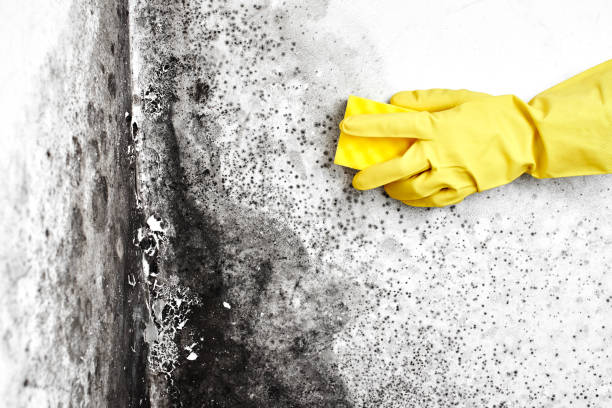 Best Post-Construction Mold Inspection  in St Bonifacius, MN