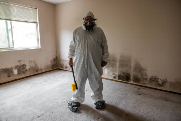 Best Basement Mold Removal  in St Bonifacius, MN